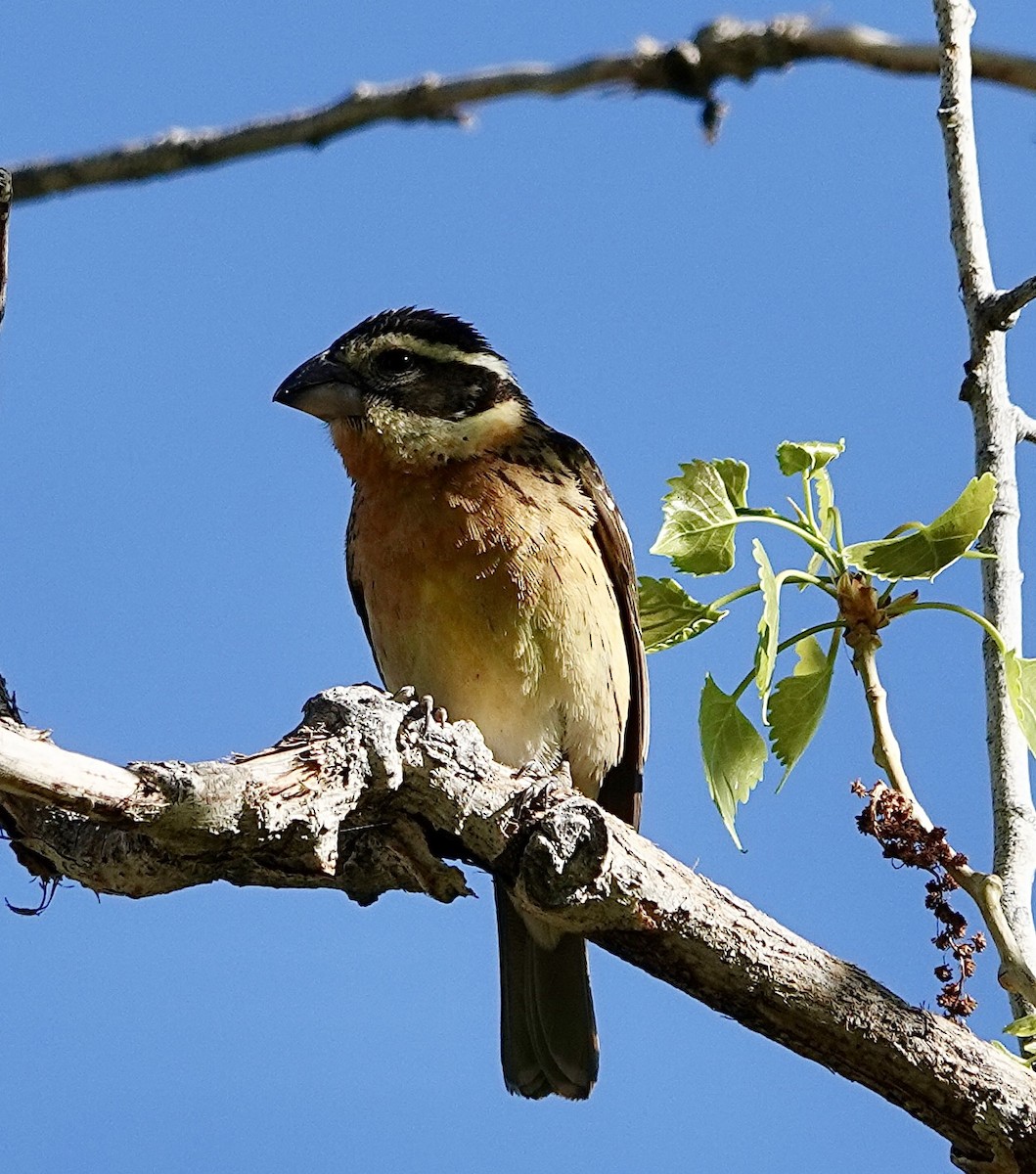 Black-headed Grosbeak - ML636351215