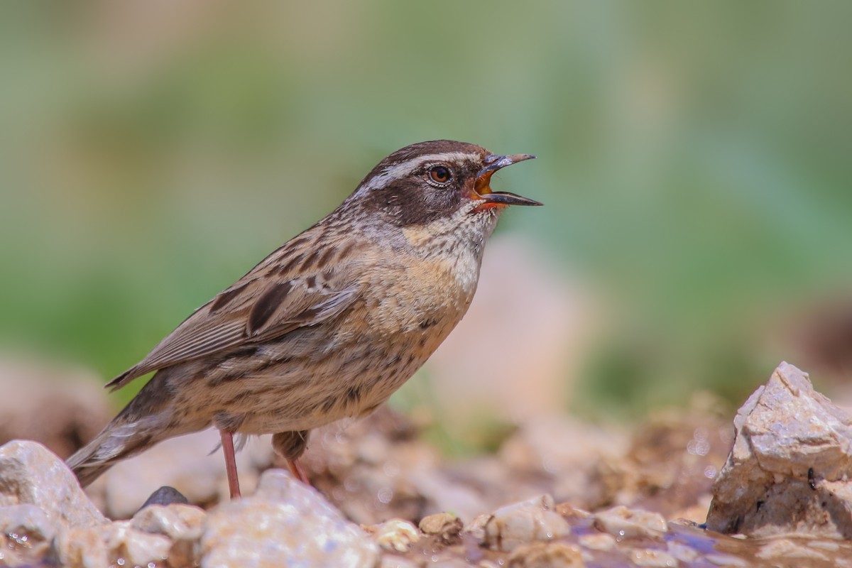 Radde's Accentor - ML636351331