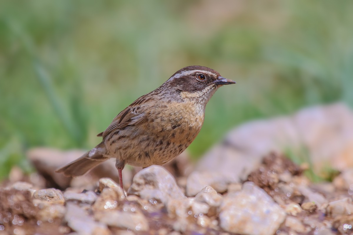 Radde's Accentor - ML636351332