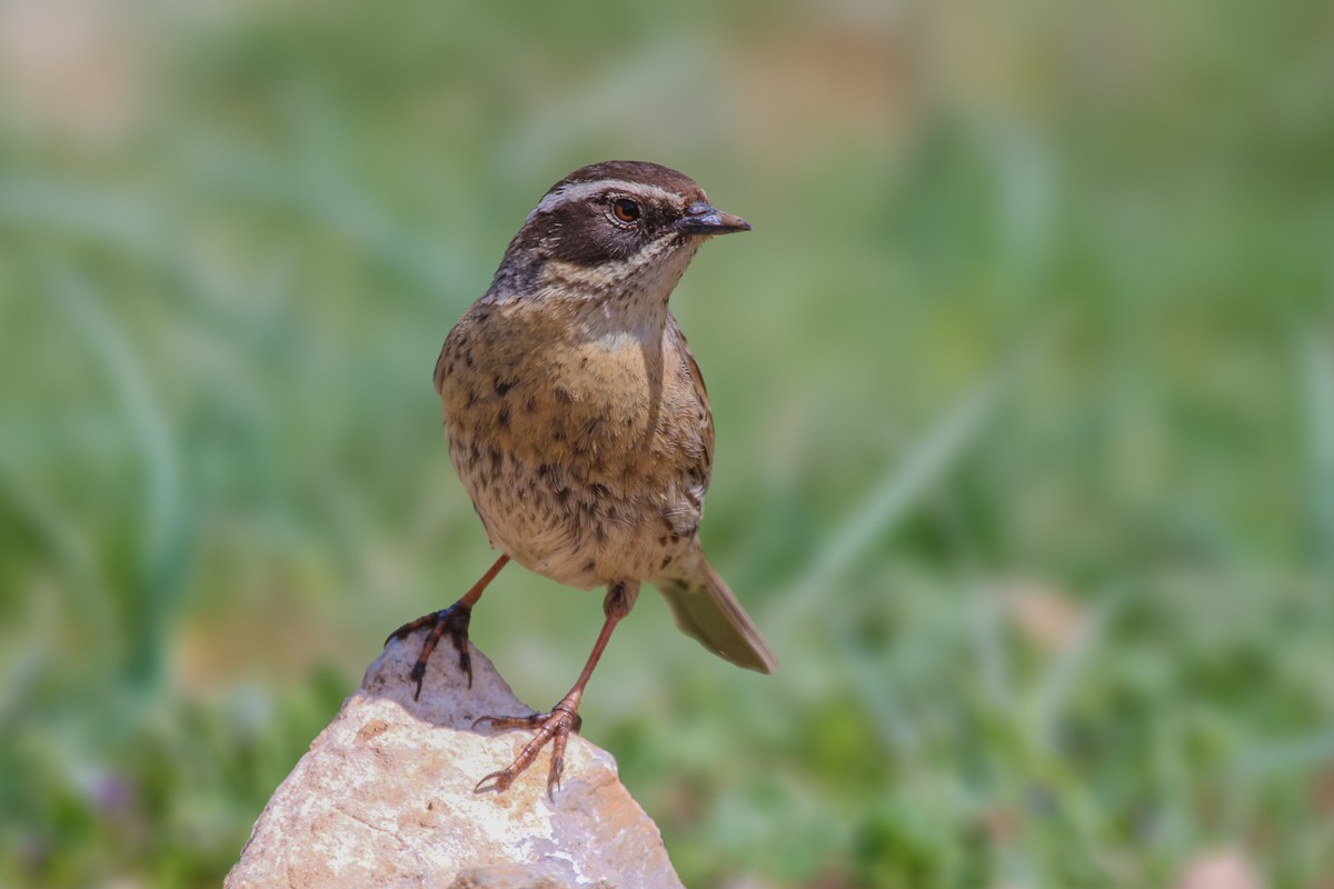 Radde's Accentor - ML636351334