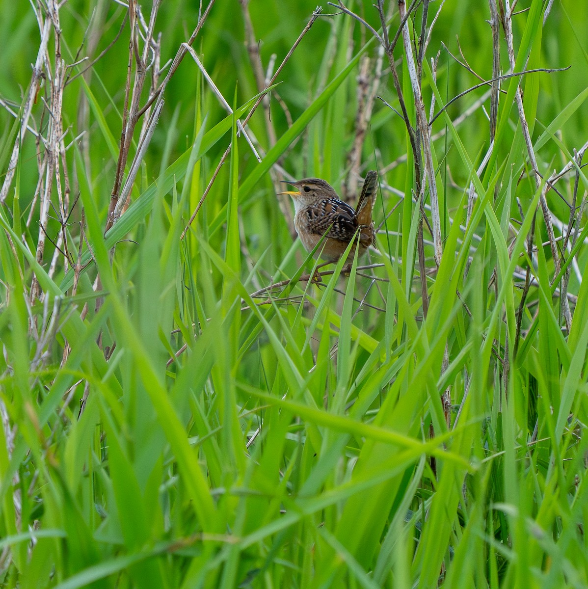 Sedge Wren - ML636351528
