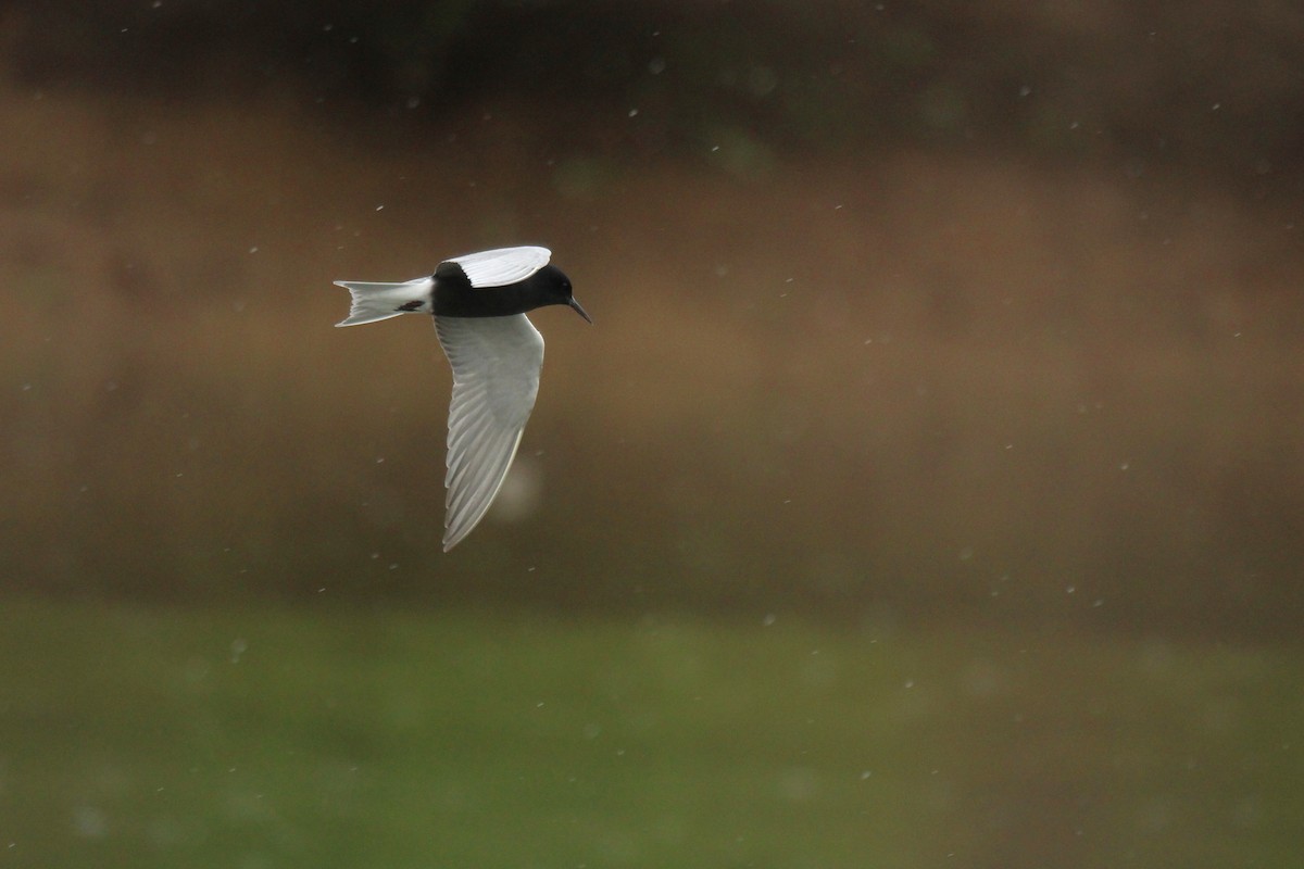 Black Tern - ML636351590