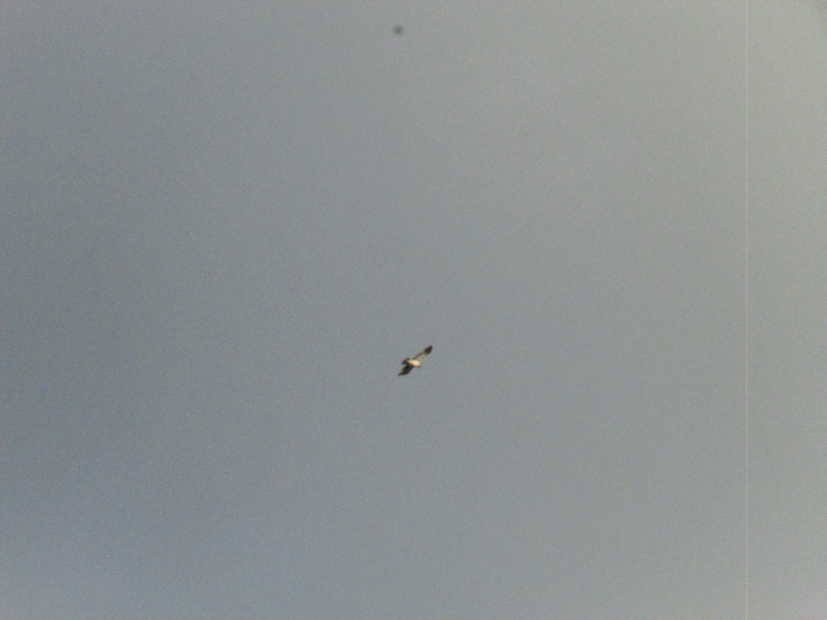 靴隼鵰 - ML636351628