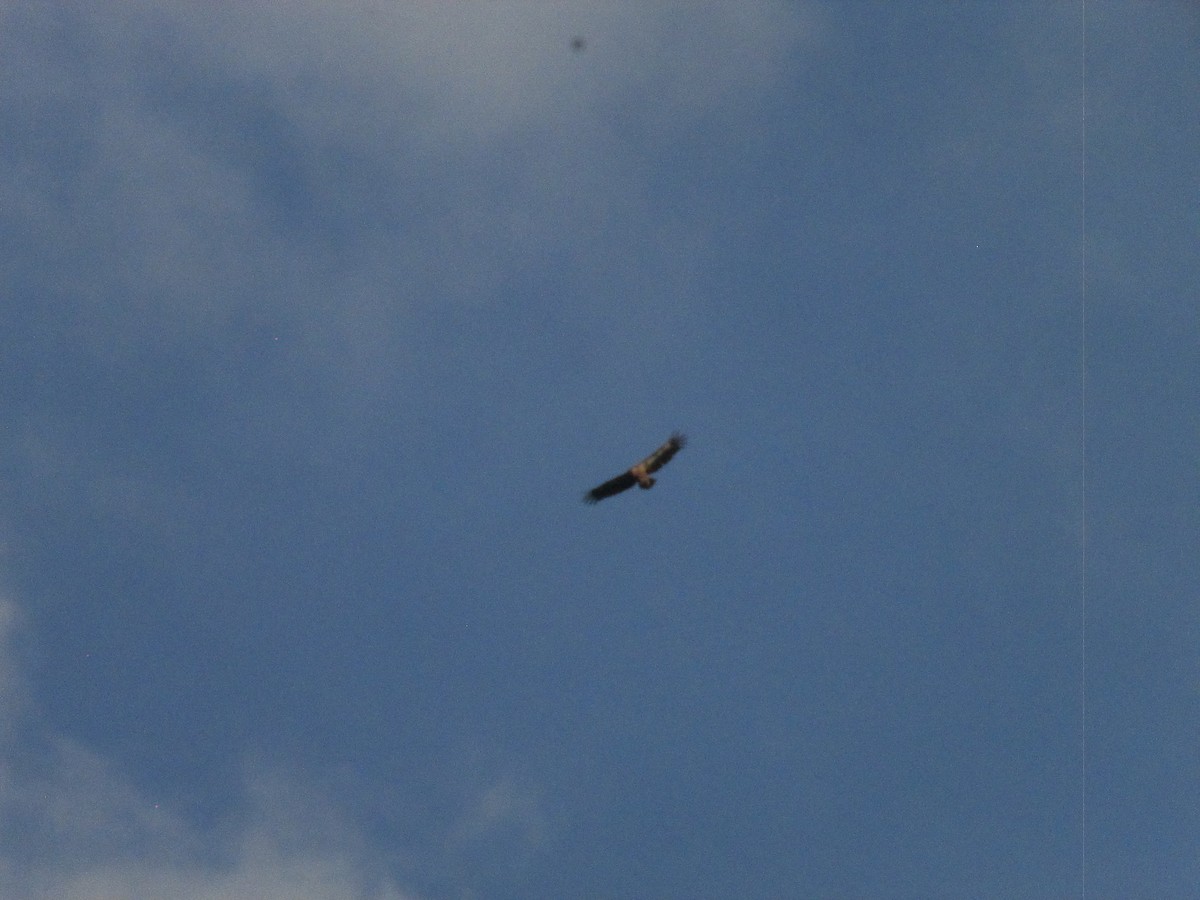 Eurasian Griffon - ML636351636