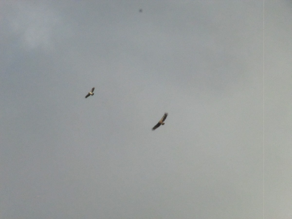 Eurasian Griffon - ML636351637