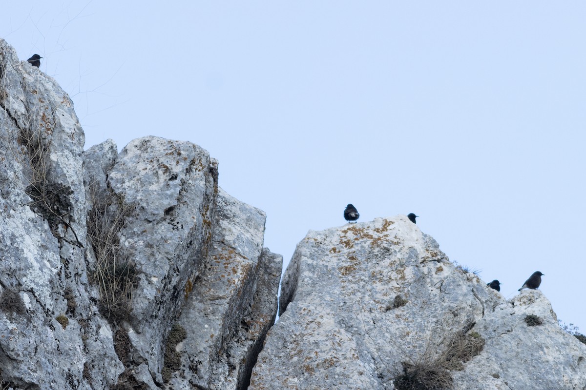 Black Wheatear - ML636351671