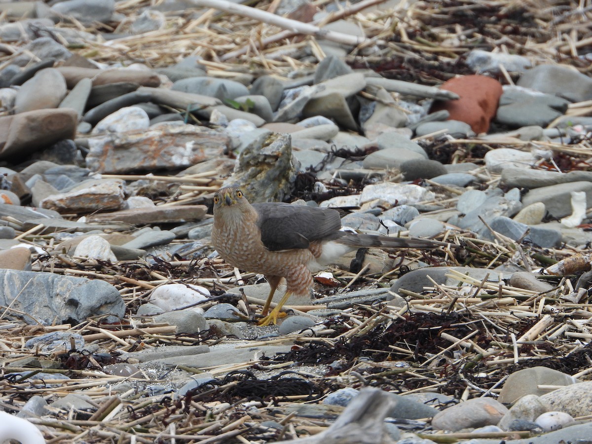 Cooper's Hawk - ML636351817