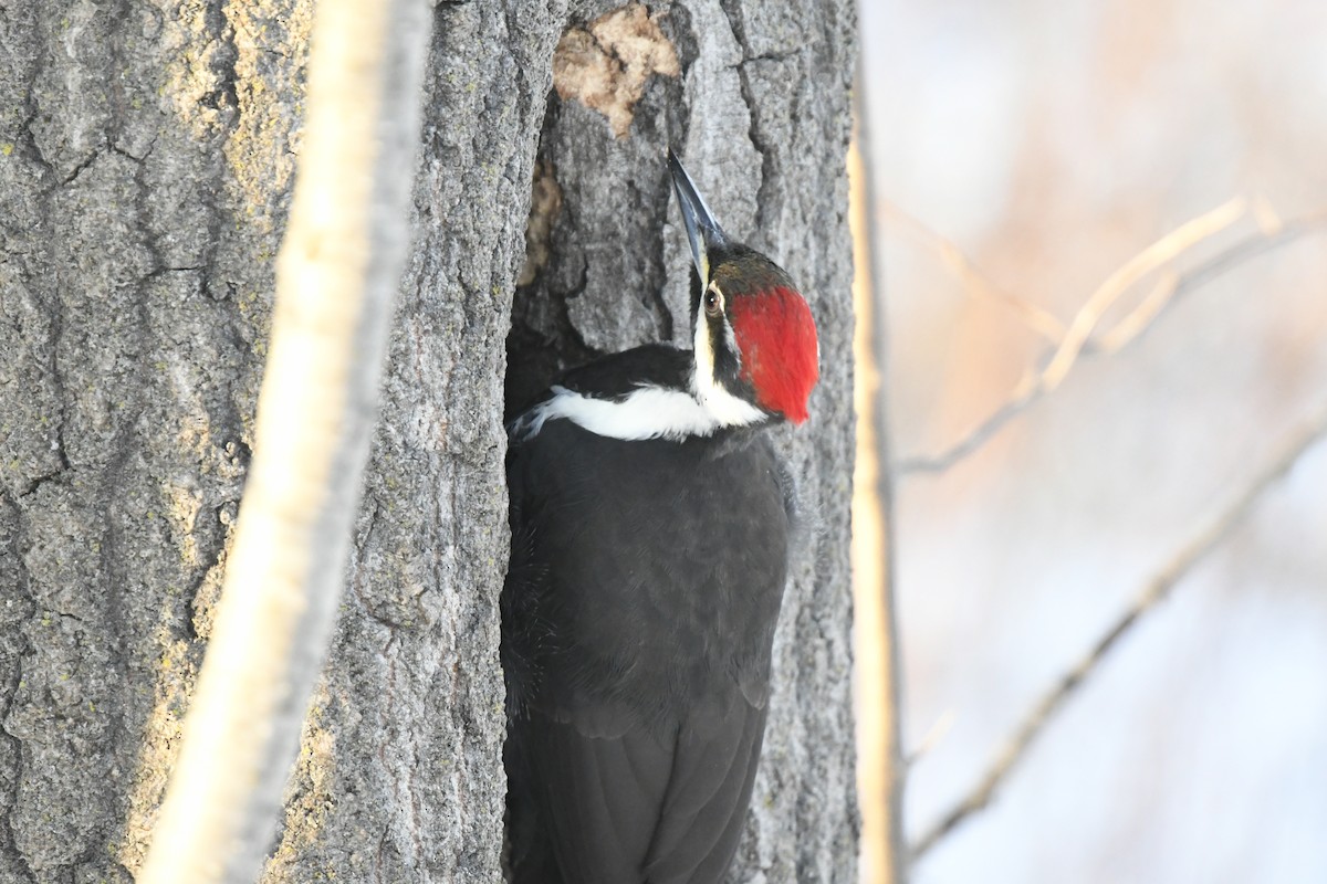 Pileated Woodpecker - ML636351841