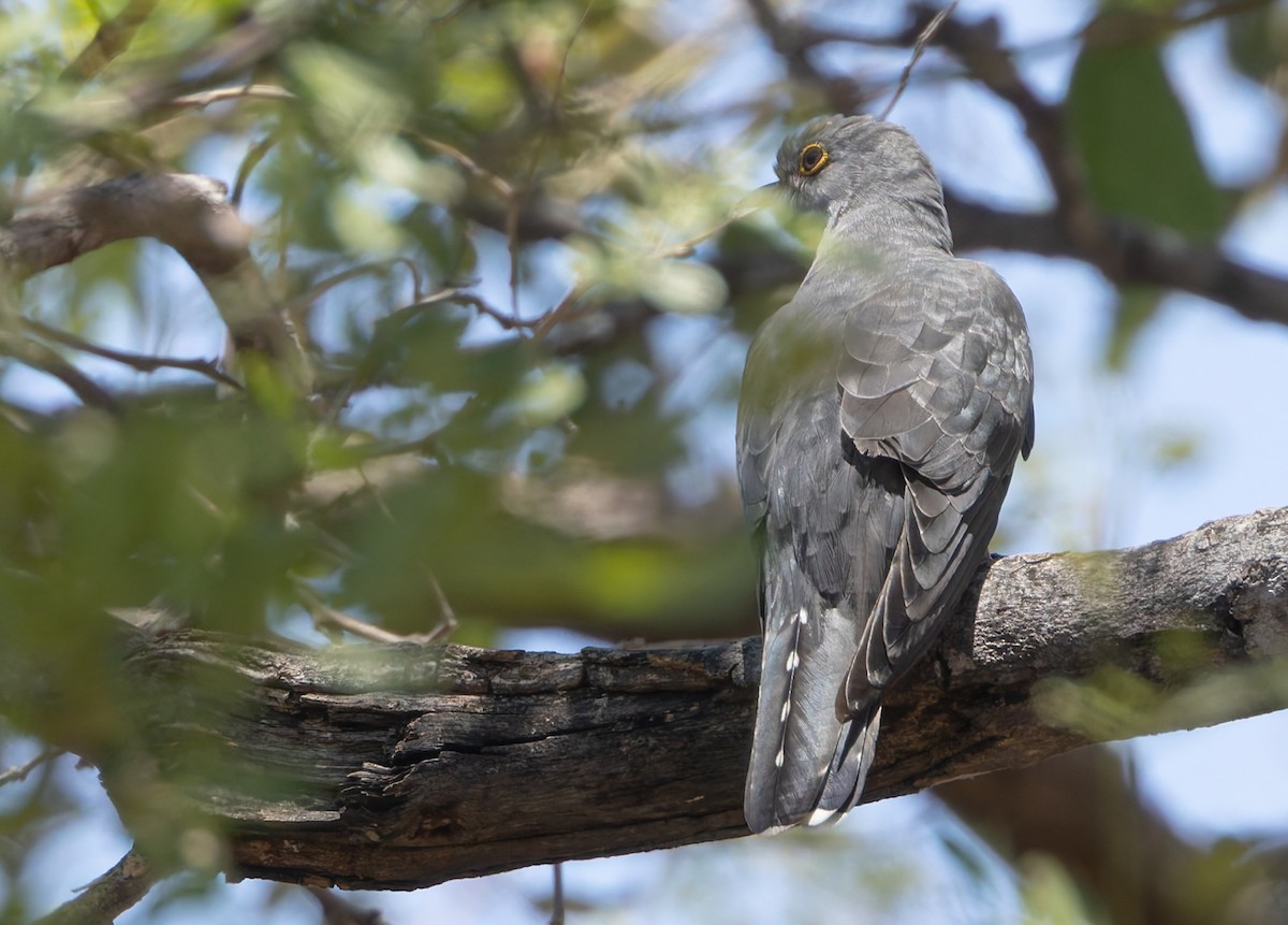 African Cuckoo - ML636351862