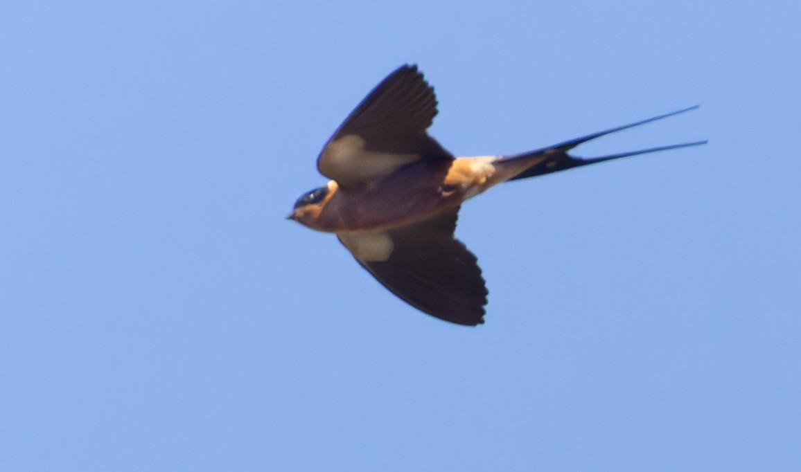 Rufous-chested Swallow - ML636351993