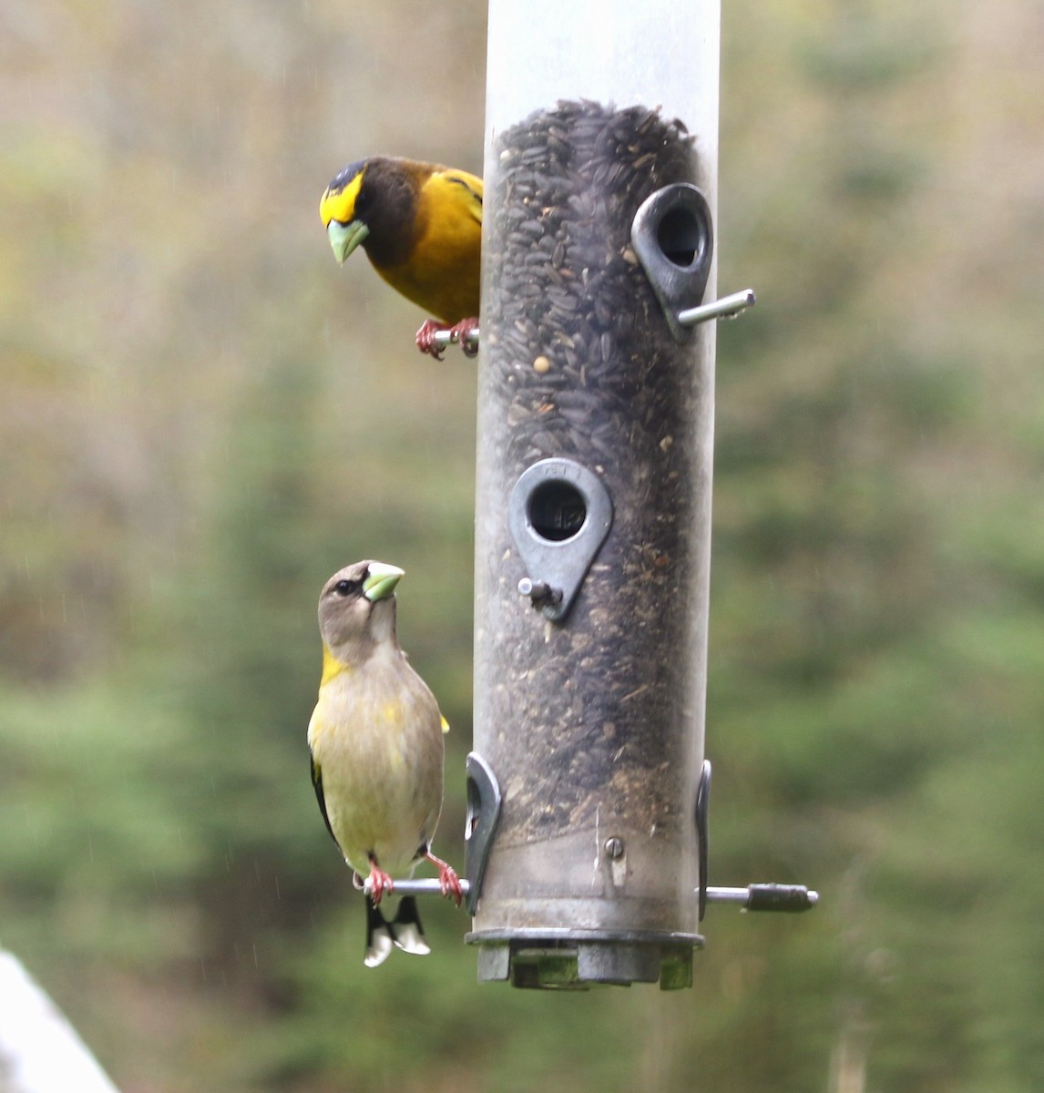 キビタイシメ - ML636352049