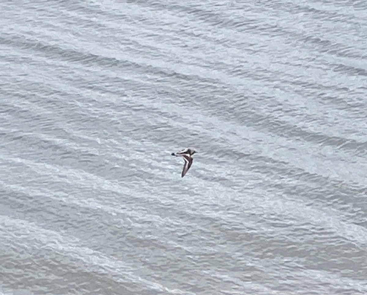 Ruddy Turnstone - ML636352079