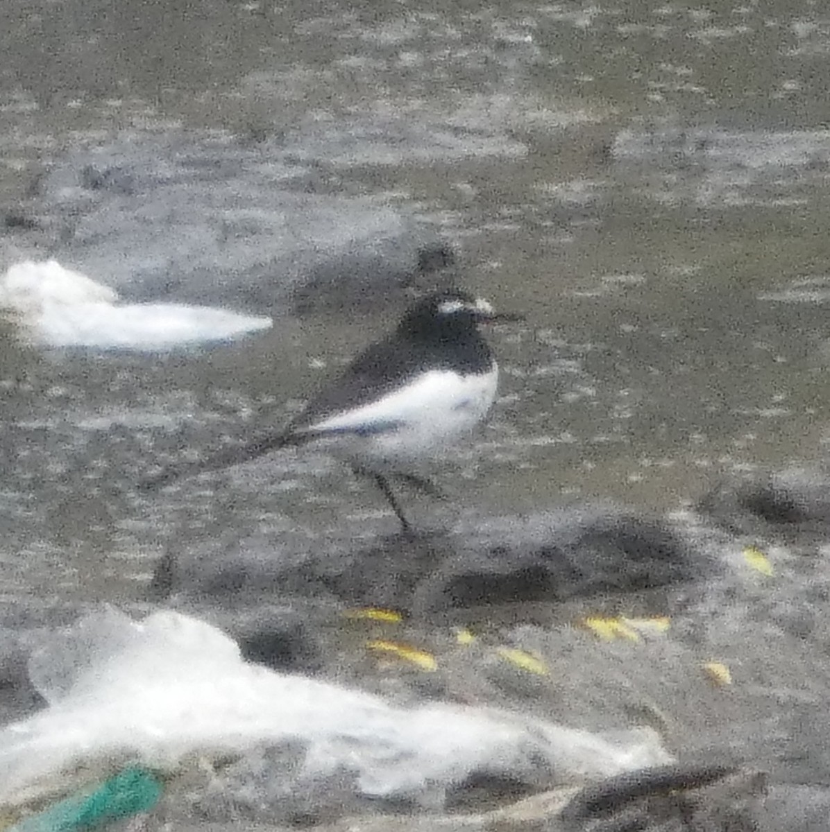 konipas japonský - ML636352084