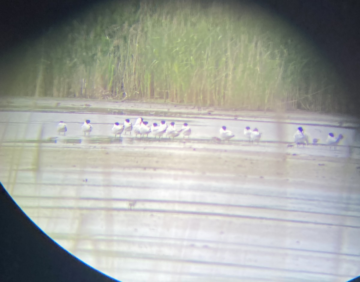 Caspian Tern - ML636352089