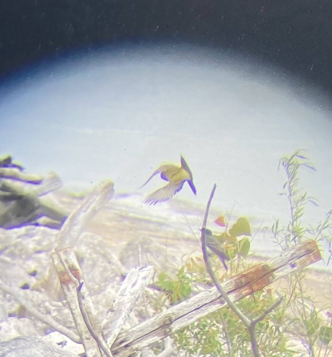Western Kingbird - ML636352100