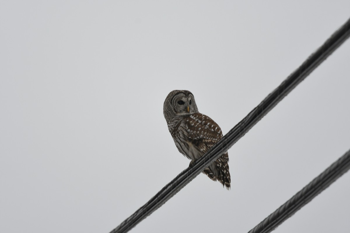 Barred Owl - ML636352176