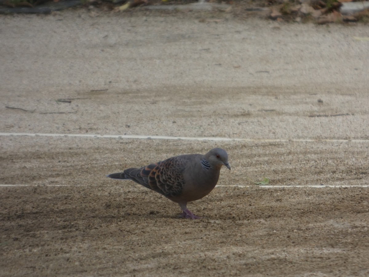 hrdlička východní - ML636352210