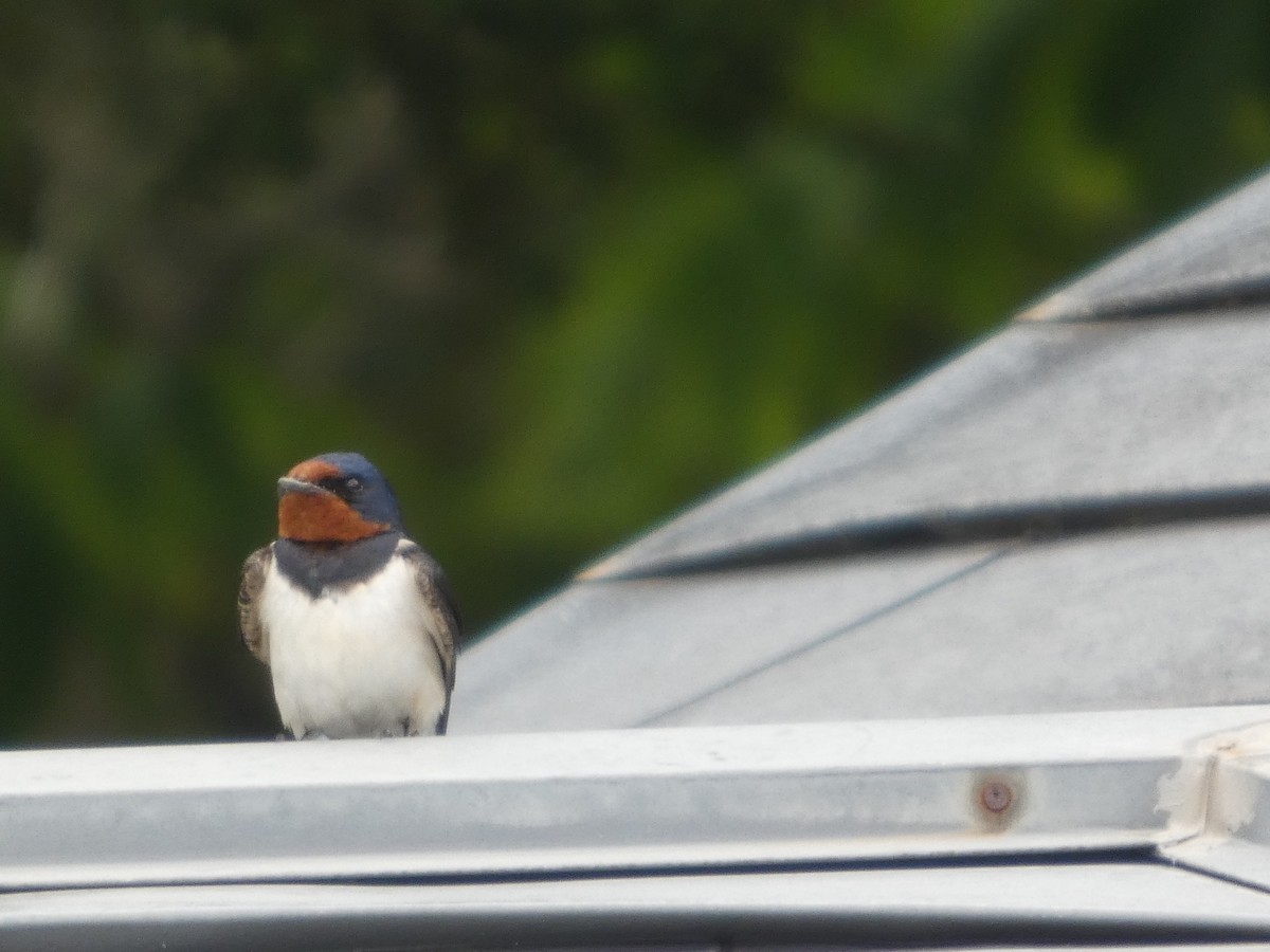 vlaštovka obecná - ML636352261