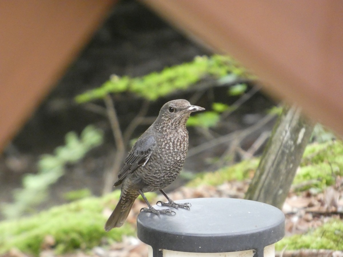 skalník modrý - ML636352268