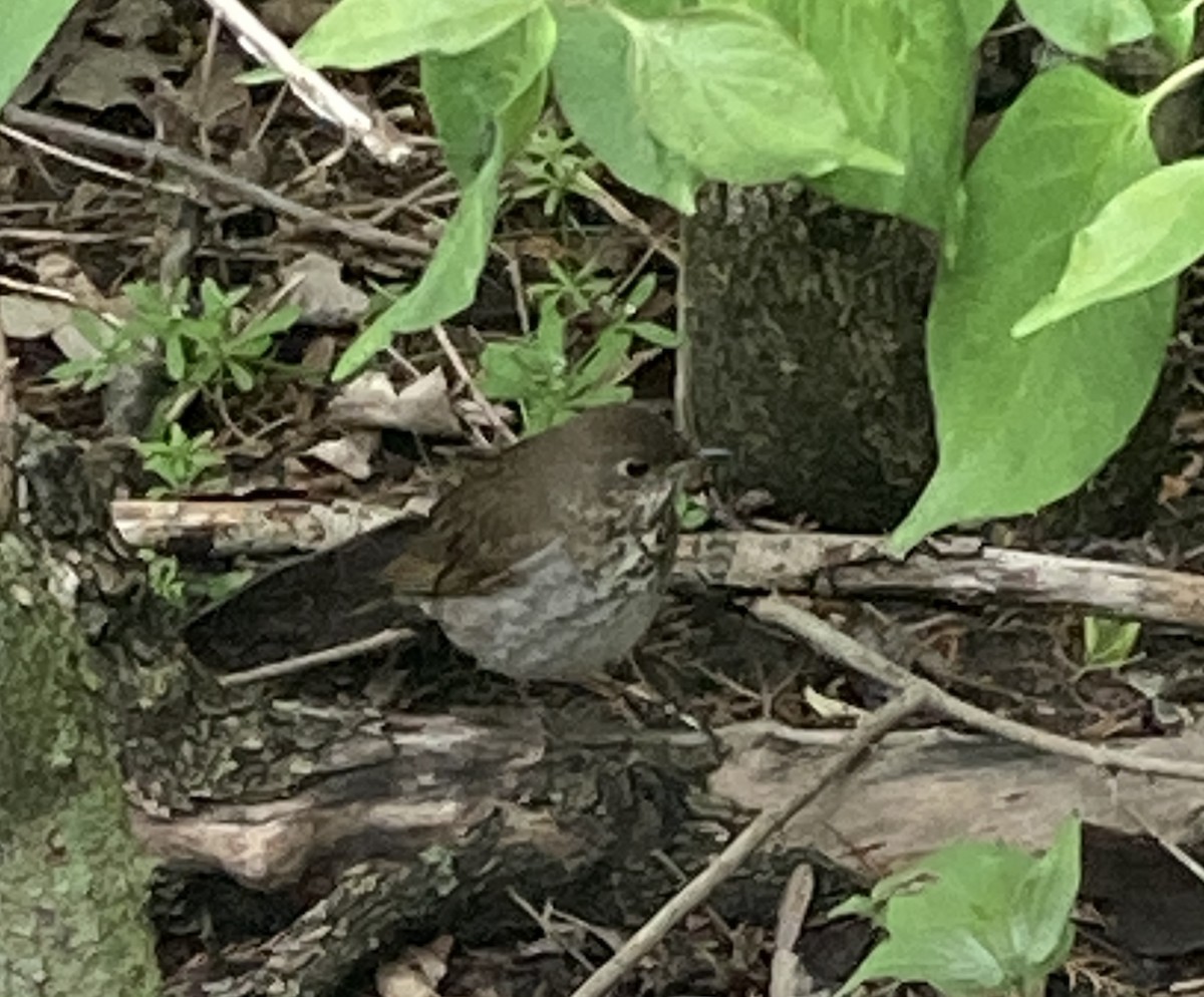 Gray-cheeked Thrush - ML636352315