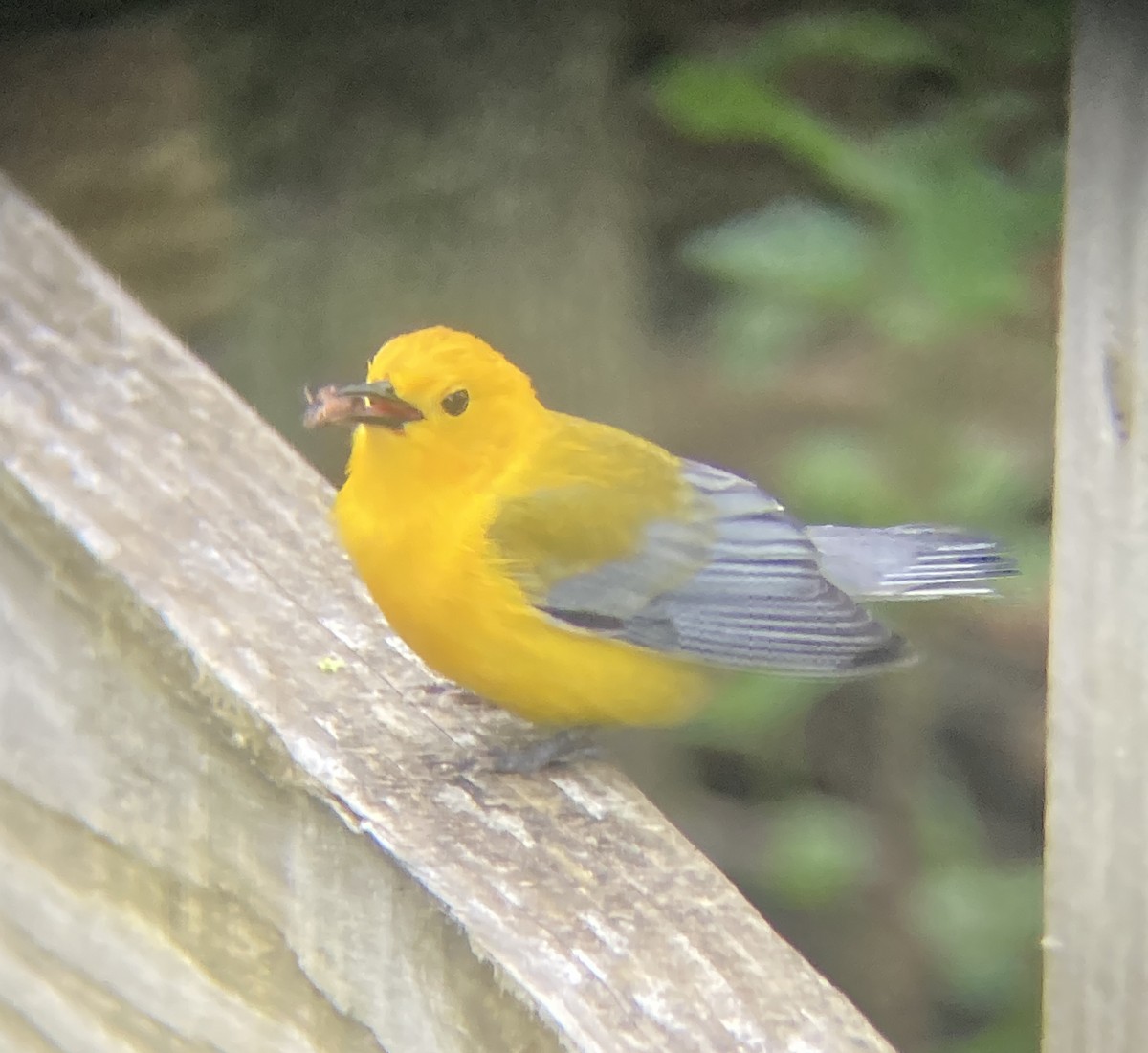 Prothonotary Warbler - ML636352322