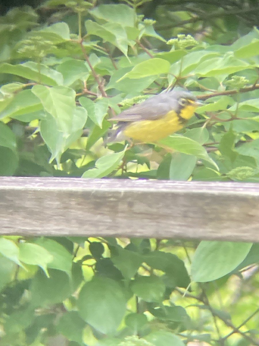 Canada Warbler - ML636352335
