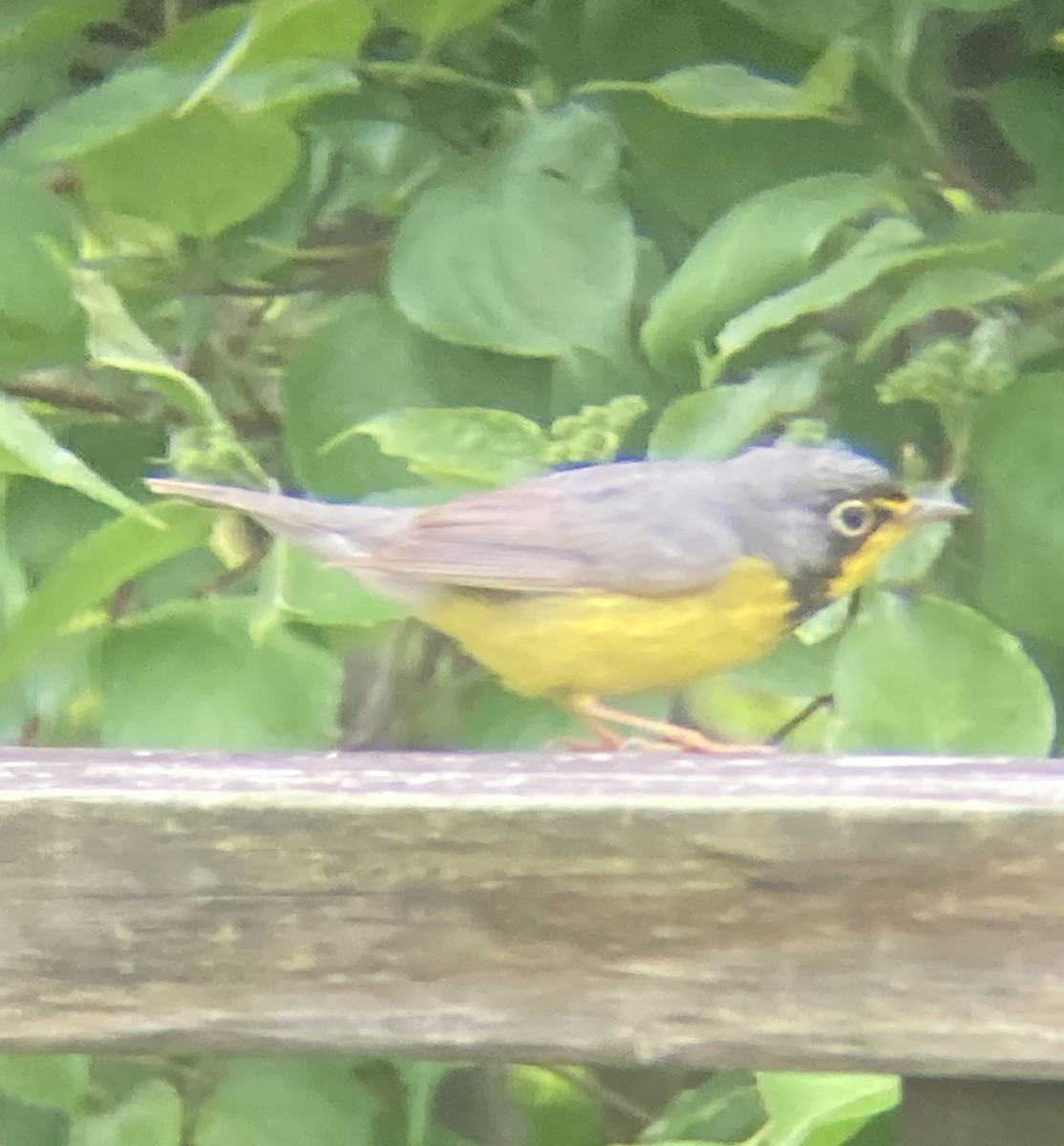 Canada Warbler - ML636352346