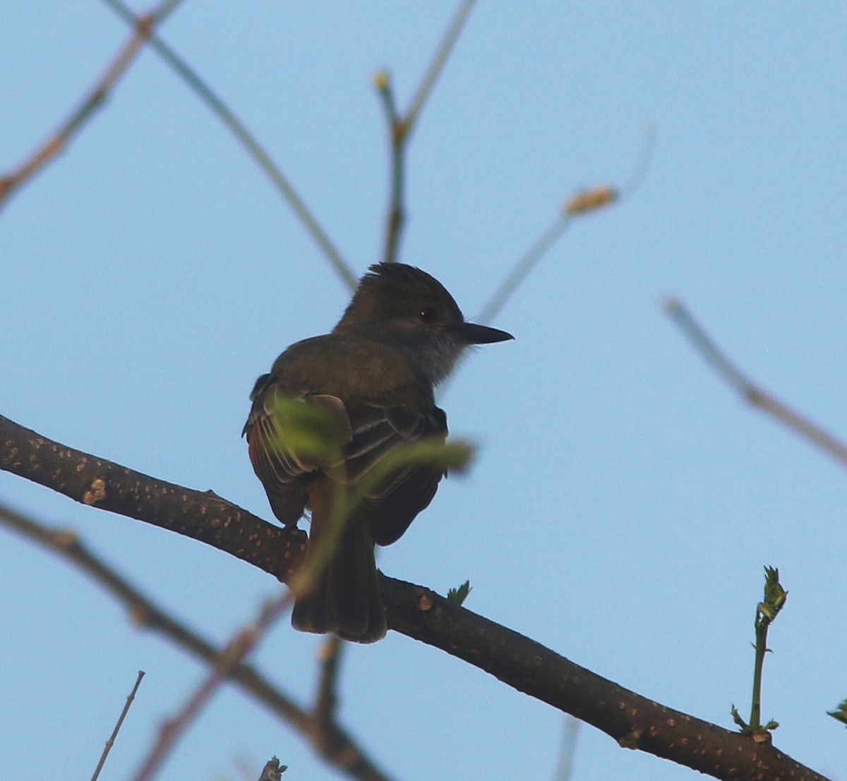 Nutting's Flycatcher (Salvadoran) - ML636352349