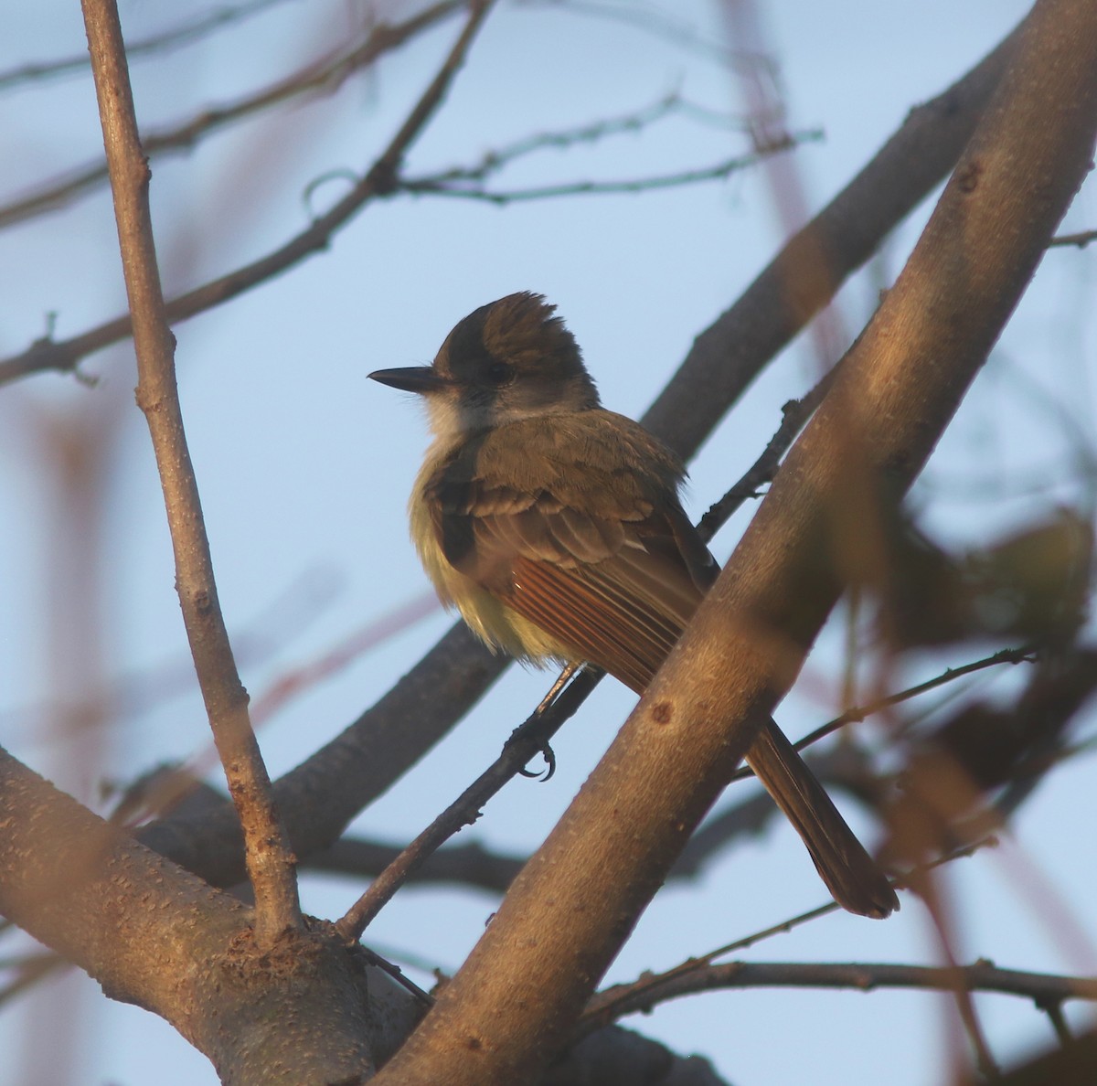 Nutting's Flycatcher (Salvadoran) - ML636352350