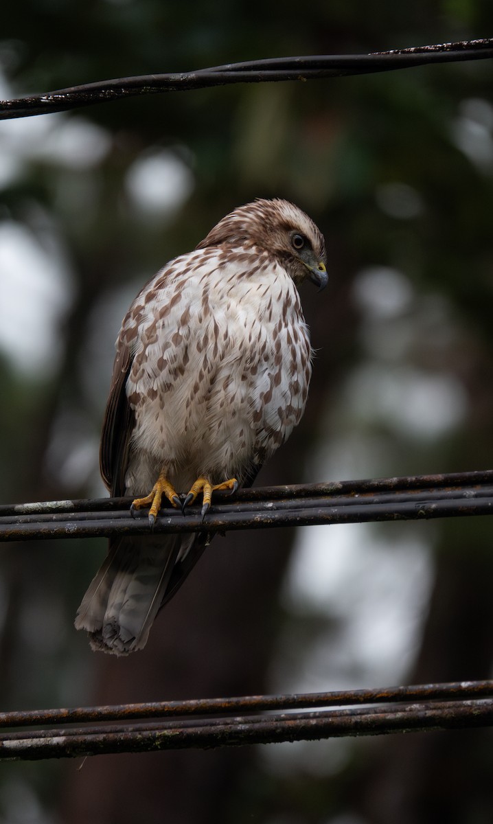 Канюк ширококрилий - ML636352371