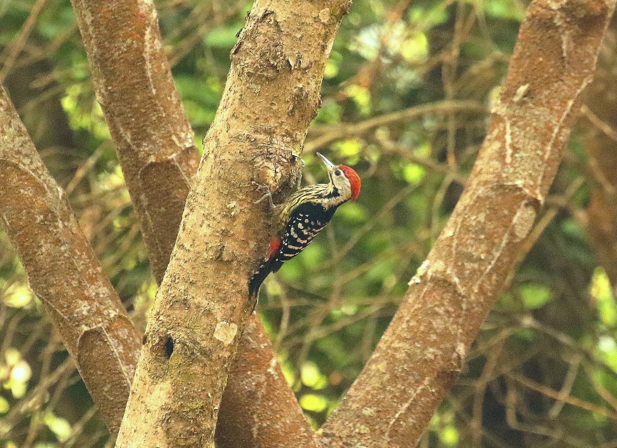 Stripe-breasted Woodpecker - ML636352401