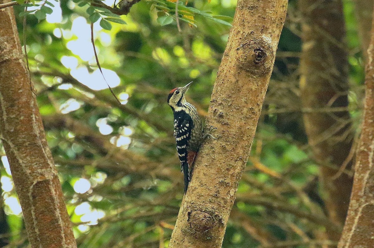 Stripe-breasted Woodpecker - ML636352402