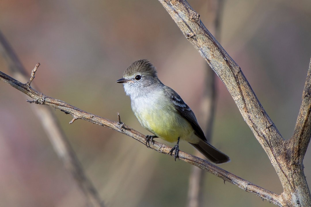 Southern Scrub-Flycatcher - ML636352418
