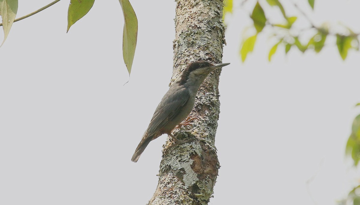 Sittelle géante - ML636352519