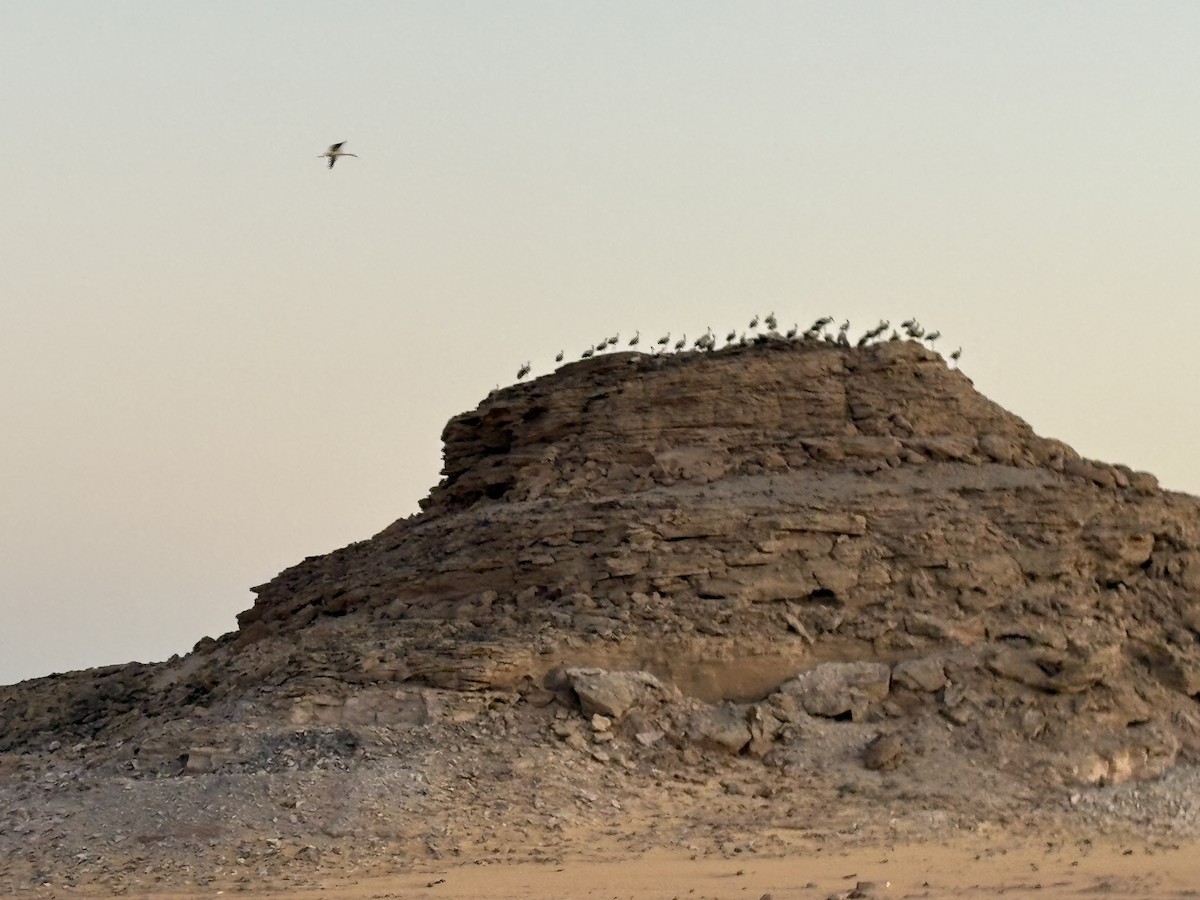 White Stork - ML636352648