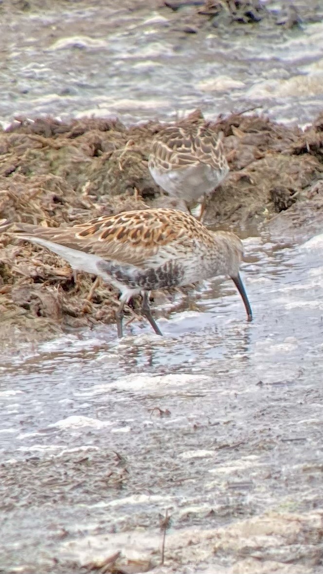 Dunlin - ML636352728