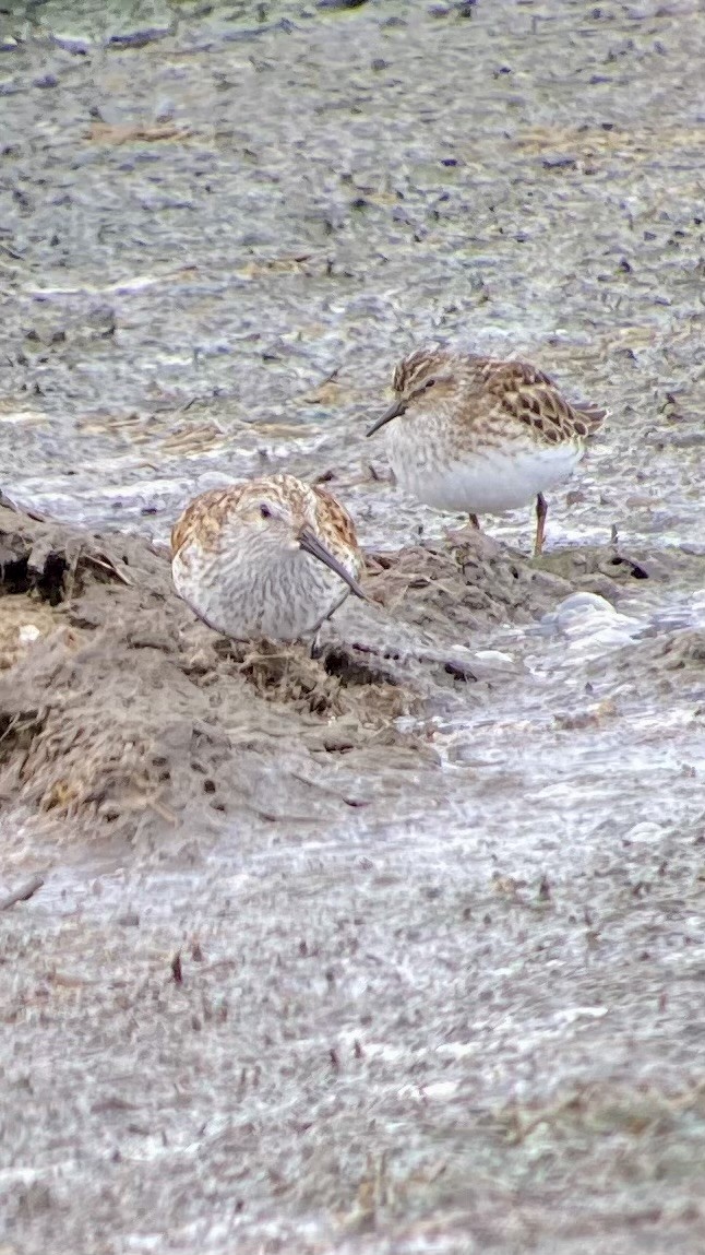 Dunlin - ML636352729