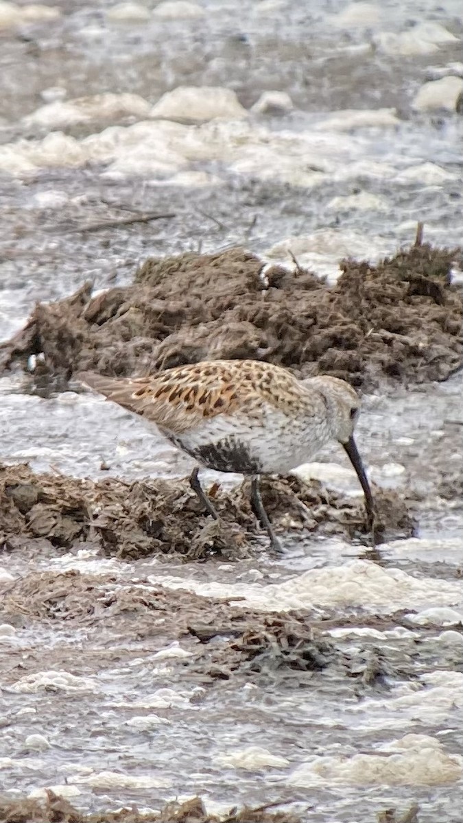 Dunlin - ML636352730