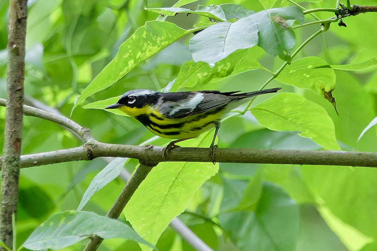 Magnolia Warbler - ML636352759