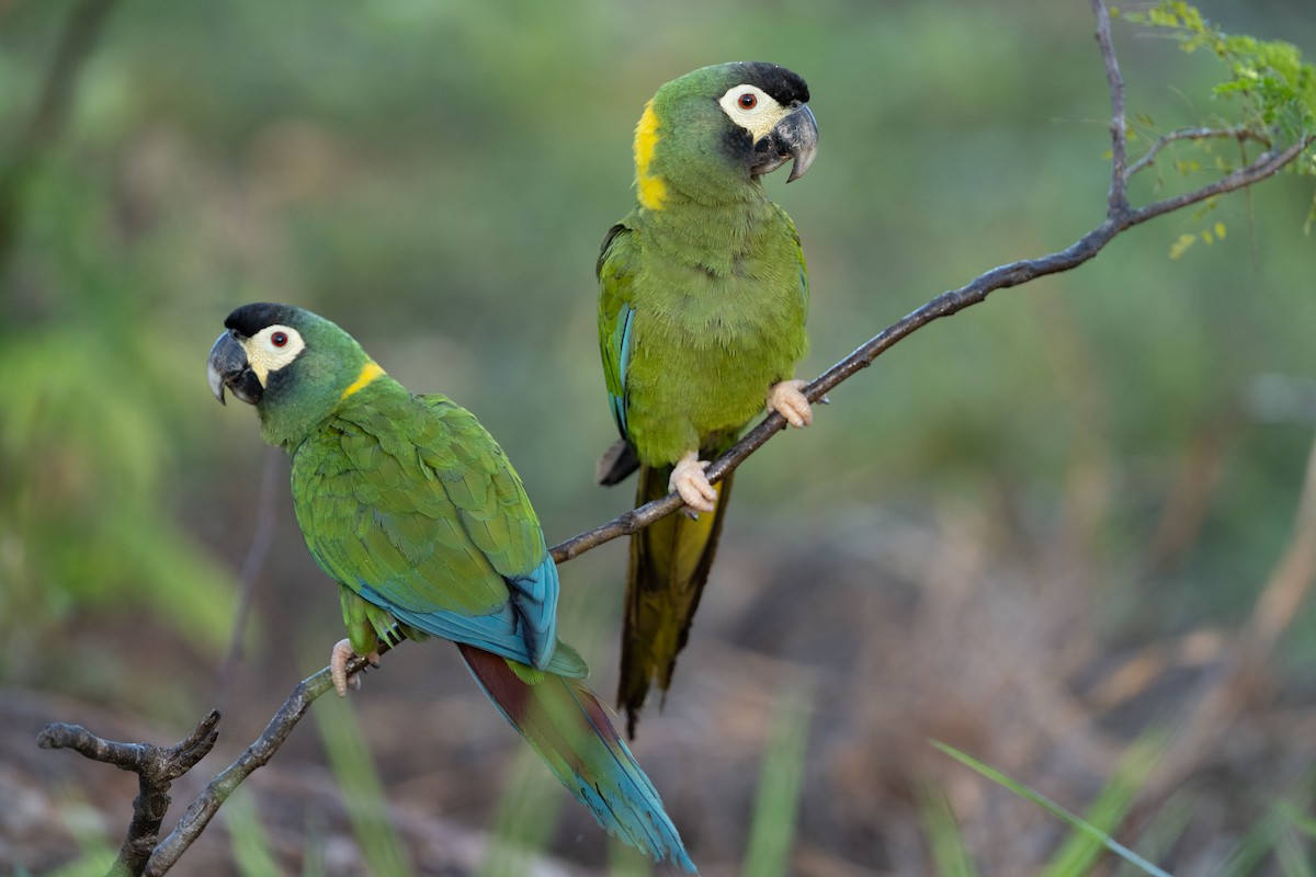 Yellow-collared Macaw - ML636352824
