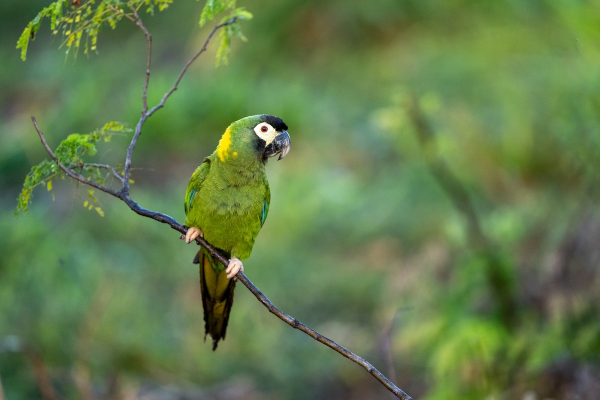 Yellow-collared Macaw - ML636352825
