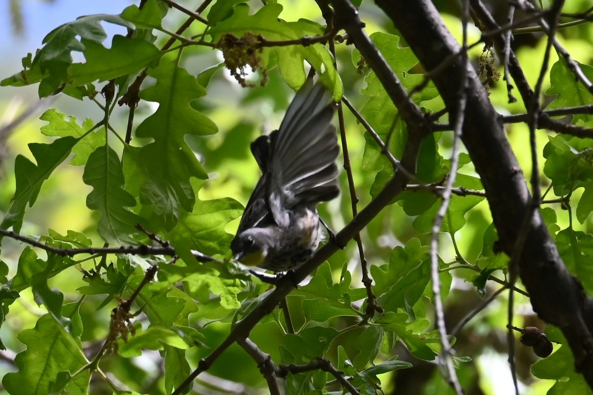 Yellow-rumped Warbler (Audubon's) - ML636352919
