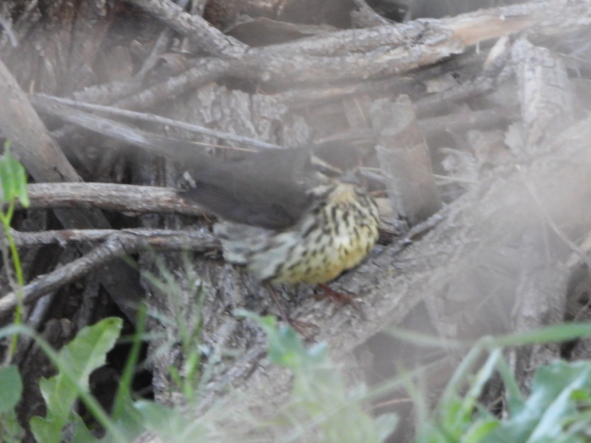 Northern Waterthrush - ML636352943
