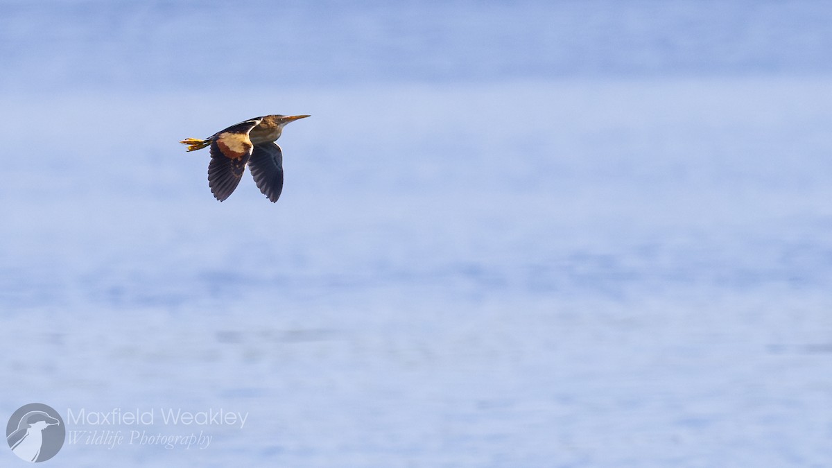 Least Bittern - ML636352971