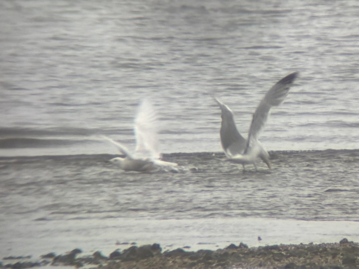 Iceland Gull - ML636352974