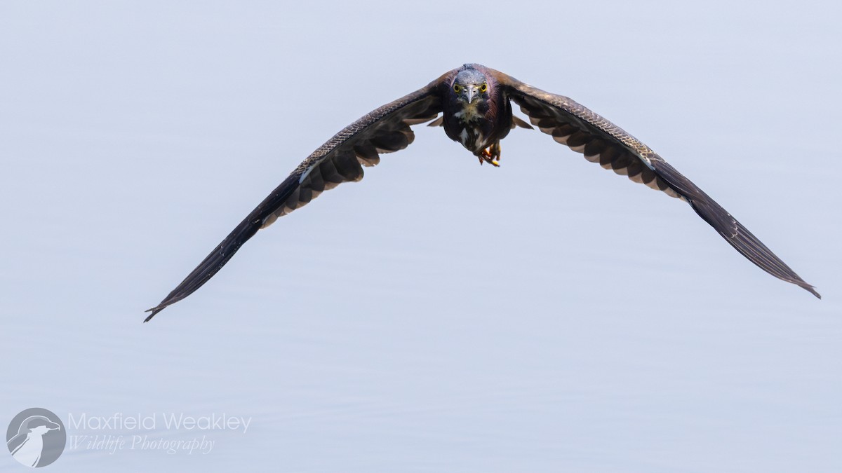 Green Heron (virescens/bahamensis) - ML636352976