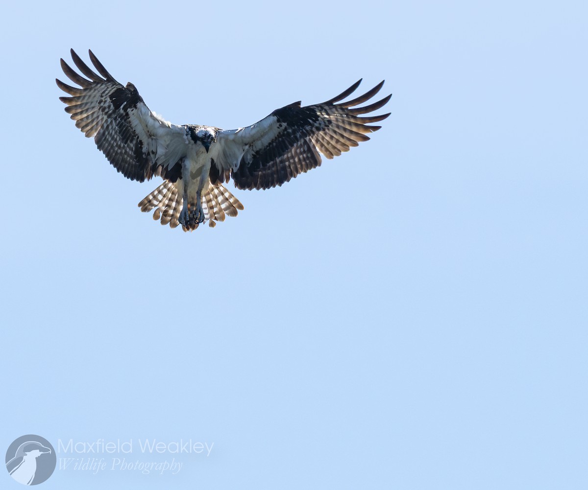 Osprey (American) - ML636352978