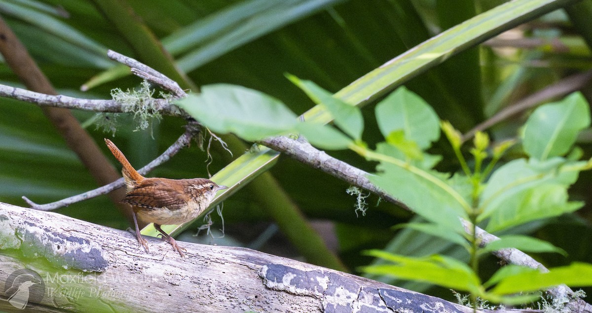 Carolina Wren (Northern) - ML636352984