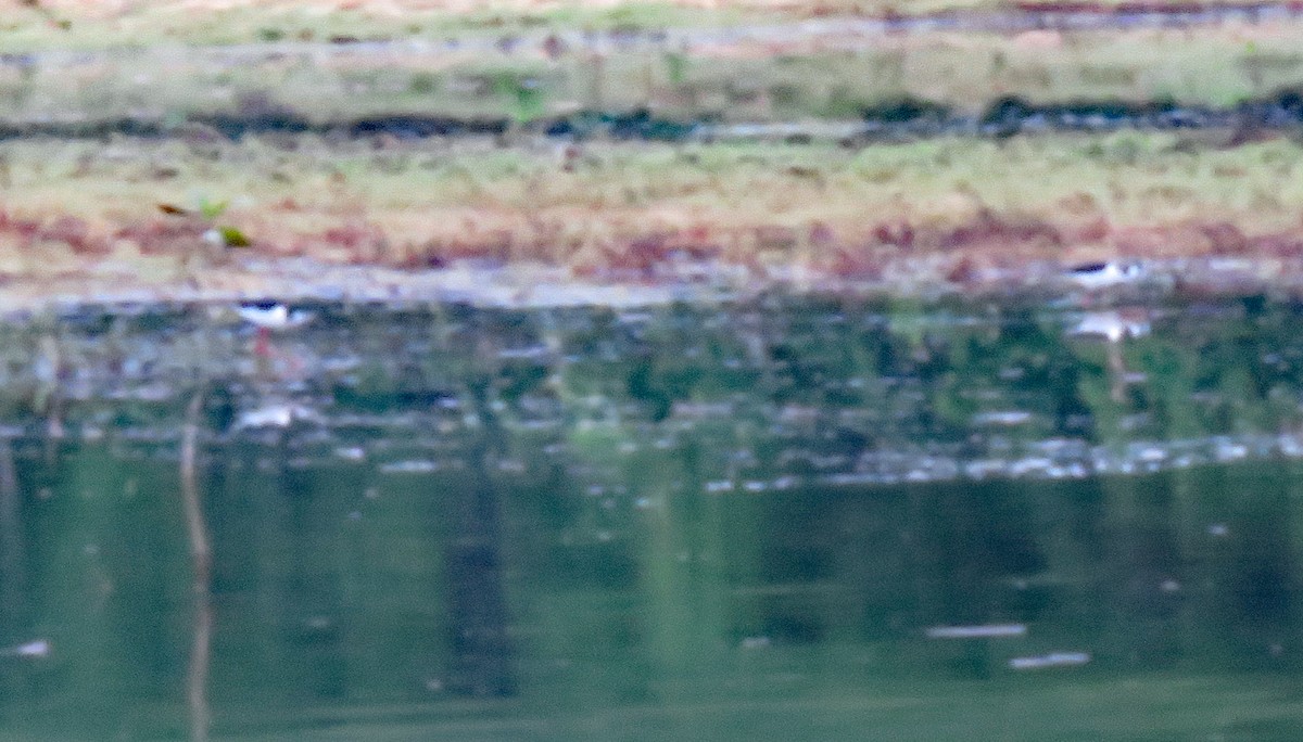 Black-necked Stilt - ML636353003