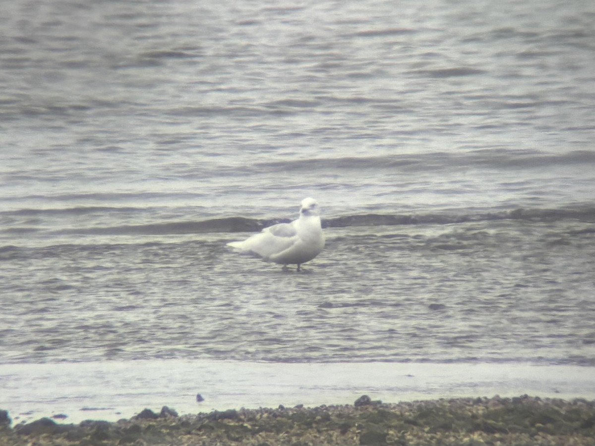 Iceland Gull - ML636353035